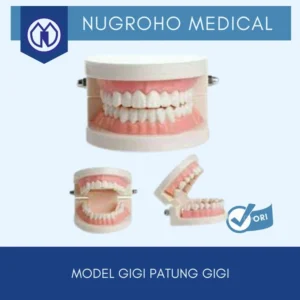 Model Gigi / Patung Gigi Edukasi